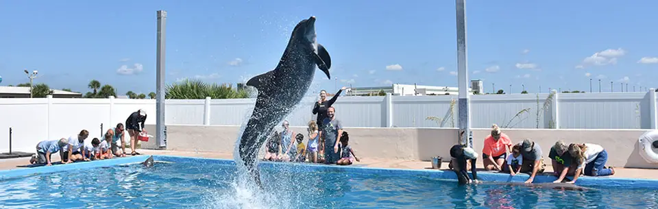 Gulfarium Marine Adventure Park Jumping Dolphin