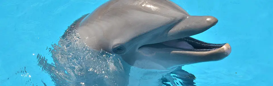 Gulfarium Dolphin Doodle