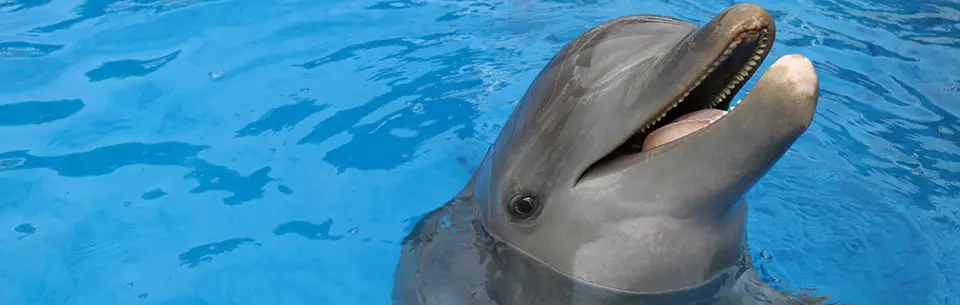 Gulfarium Dolphin Star