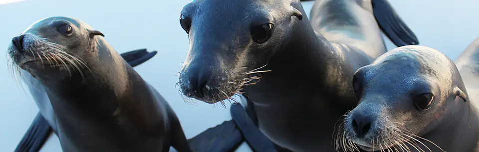Gulfarium Sea Lions