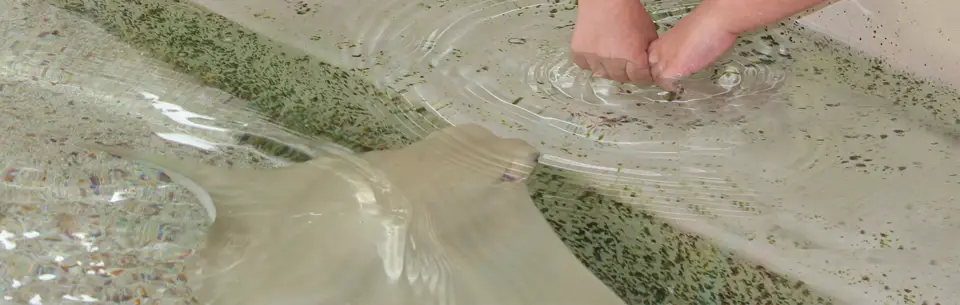 Gulfarium Marine Adventure Park Stingrays