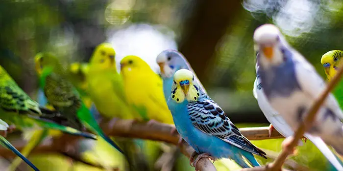 Gulf Breeze Zoo Budgiery Adventure Aviary