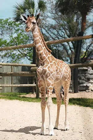 Giraffe