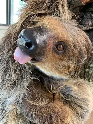 Sloth
