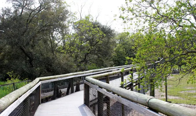 elevated boardwalk