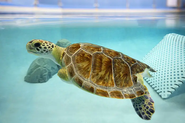 Navarre Beach Sea Turtle Conservation Center