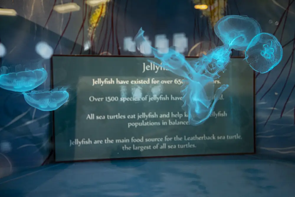 NBSTCC Jellyfish