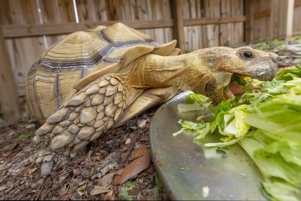 NBSTCC Turtle